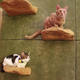 Illustration for article titled Cat Cafes Dont Get Much Cuter Than This